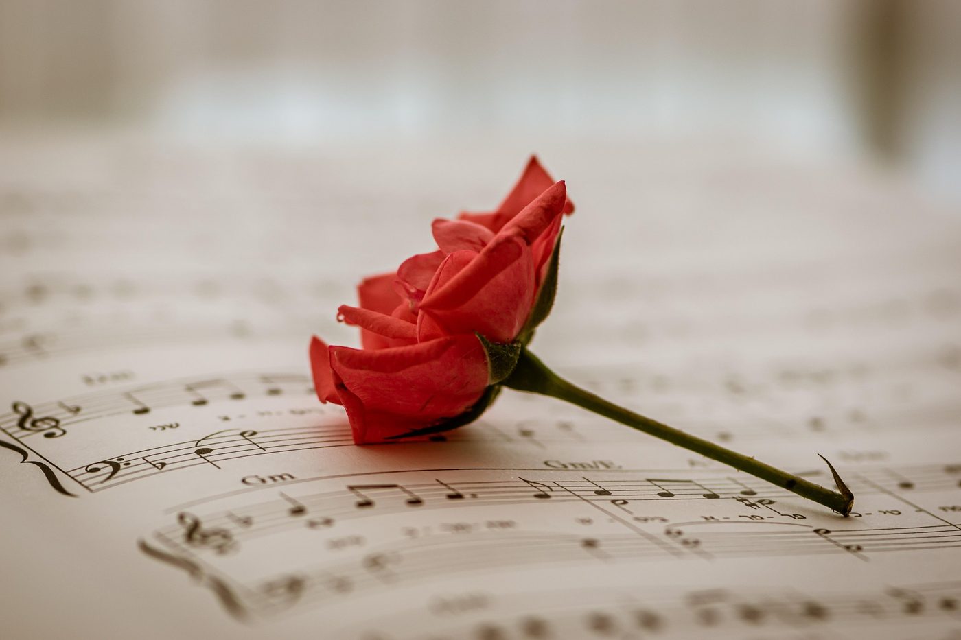 Eine rote Rose auf einem Notenblatt – Liebe und Musik vereint